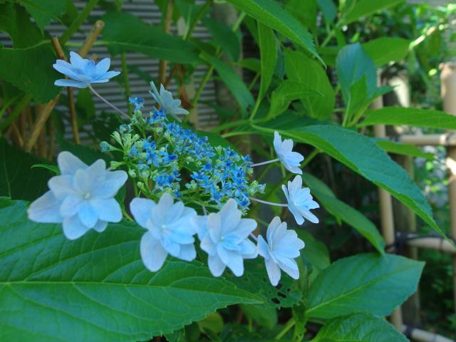 墨田の花火 藤水亭 とうすいてい